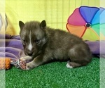 Small Photo #17 Siberian Husky Puppy For Sale in DEARBORN, MO, USA