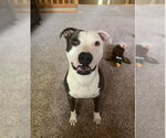 Small Photo #4 American Staffordshire Terrier-Unknown Mix Puppy For Sale in Sheboygan, WI, USA