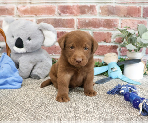 Labrador Retriever Puppy for sale in SYRACUSE, IN, USA