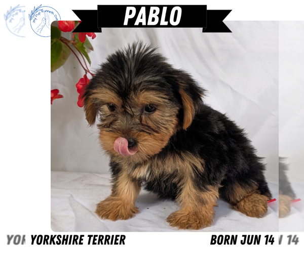Medium Photo #48 Yorkshire Terrier Puppy For Sale in GOSHEN, IN, USA