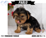 Small #11 Yorkshire Terrier