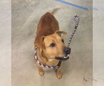 Small #10 Labrador Retriever Mix