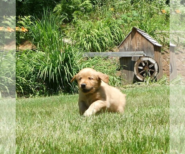 Medium Photo #3 Golden Retriever Puppy For Sale in WOLCOTT, VT, USA