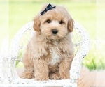 Small #4 Maltipoo (Toy)
