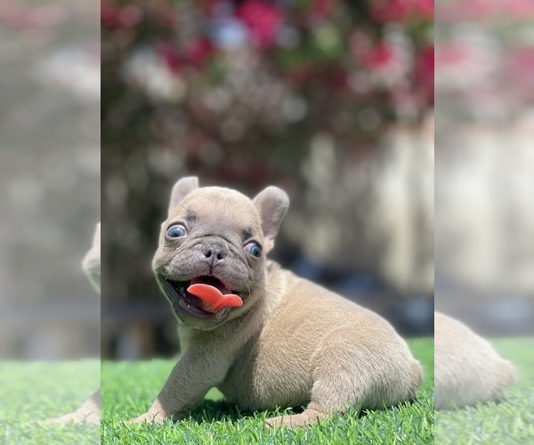 Medium Photo #1 French Bulldog Puppy For Sale in BROADWAY MANCHESTER, CA, USA