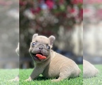 Small Photo #1 French Bulldog Puppy For Sale in BROADWAY MANCHESTER, CA, USA