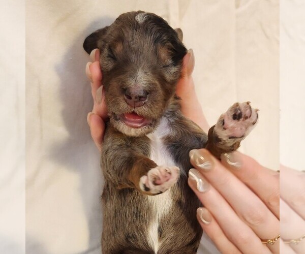 Medium Photo #10 F2 Aussiedoodle Puppy For Sale in COLUMBIA, TN, USA
