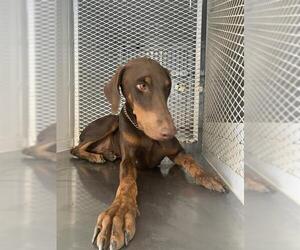 Doberman Pinscher Dogs for adoption in Bakersfield, CA, USA