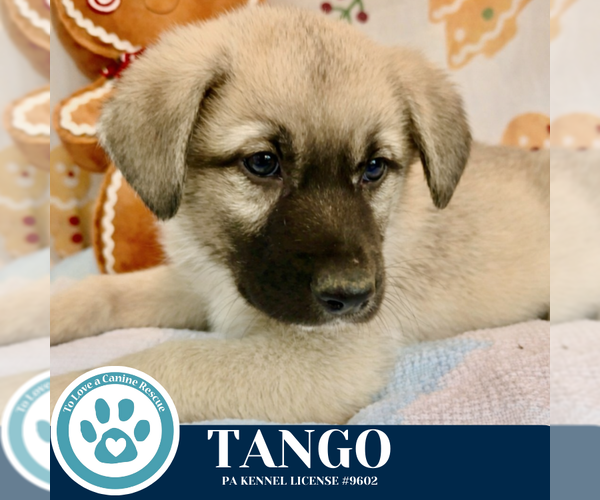 Medium Photo #3 Mutt Puppy For Sale in Kimberton, PA, USA