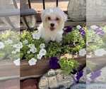 Small #16 Maltese