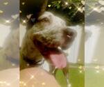 Small Photo #19 Mutt Puppy For Sale in Pompano Beach , FL, USA