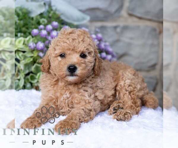 Medium Photo #5 Havapoo Puppy For Sale in LEWISBURG, PA, USA