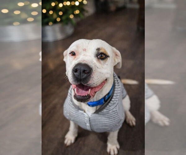 Medium Photo #1 Mutt Puppy For Sale in La Verne, CA, USA