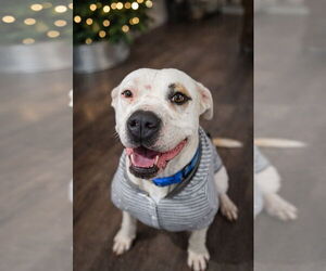 Mutt Dogs for adoption in La Verne, CA, USA