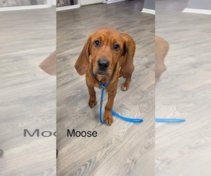 Coonhound-Unknown Mix Dogs for adoption in Duluth, MN, USA