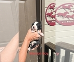 Puppy Maroon boy Great Bernese