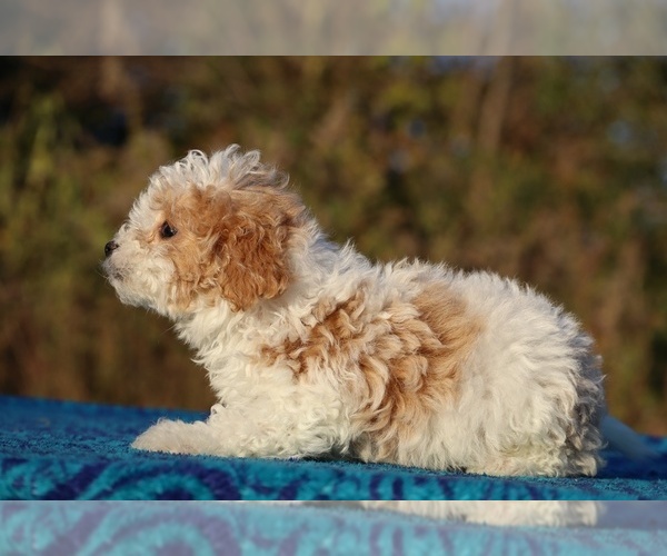 Medium Photo #10 Goldendoodle (Miniature) Puppy For Sale in DYERSBURG, TN, USA