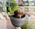 Small #1 Goldendoodle-Poodle (Miniature) Mix
