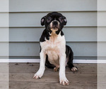 Small Photo #7 Boston Terrier Puppy For Sale in WAKARUSA, IN, USA