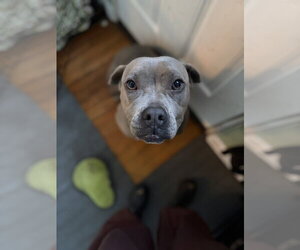 American Pit Bull Terrier-Labrador Retriever Mix Dogs for adoption in Holly Springs, NC, USA