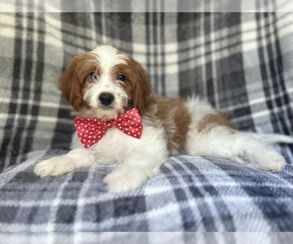 Medium Photo #7 Cavapoo Puppy For Sale in LAKELAND, FL, USA