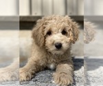 Small Photo #4 Poodle (Toy) Puppy For Sale in CANOGA, NY, USA