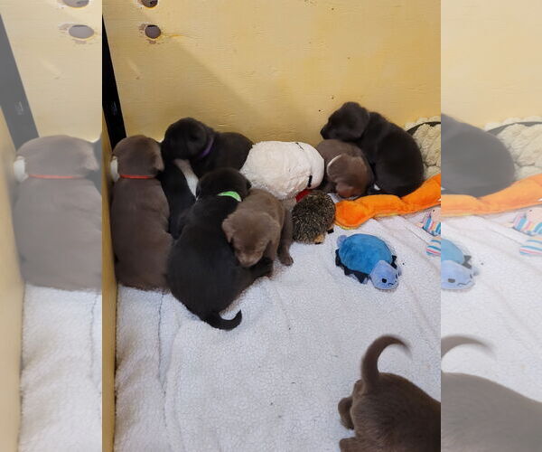 Medium Photo #4 Labrador Retriever Puppy For Sale in Sequim, WA, USA
