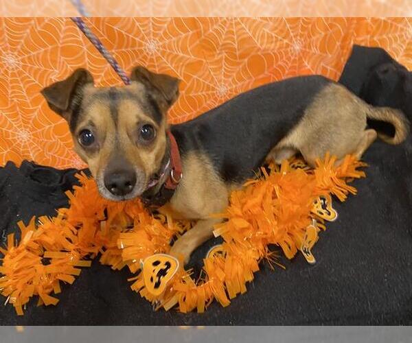 Medium Photo #1 Chihuahua-Unknown Mix Puppy For Sale in Modesto, CA, USA