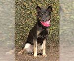 Small #2 Australian Kelpie Mix