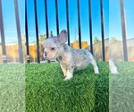 Small French Bulldog