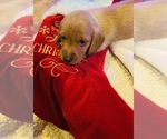 Small Photo #4 Dachshund Puppy For Sale in CARROLLTON, IL, USA