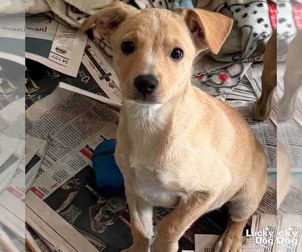 Medium Photo #2 Labrador Retriever-Unknown Mix Puppy For Sale in Washington, DC, USA