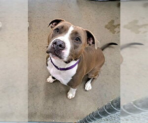 Mutt Dogs for adoption in Easton, MD, USA