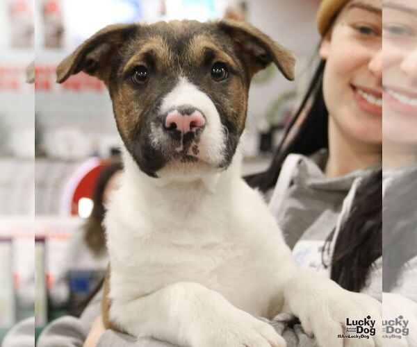 Medium Photo #3 Mutt Puppy For Sale in Washington, DC, USA