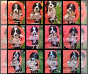 Bernese Mountain Dog Puppy for sale in TIPTON, MO, USA