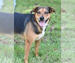 Small #3 German Shepherd Dog Mix