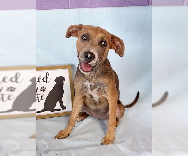 Medium Photo #2 Labmaraner Puppy For Sale in Genesee, WI, USA