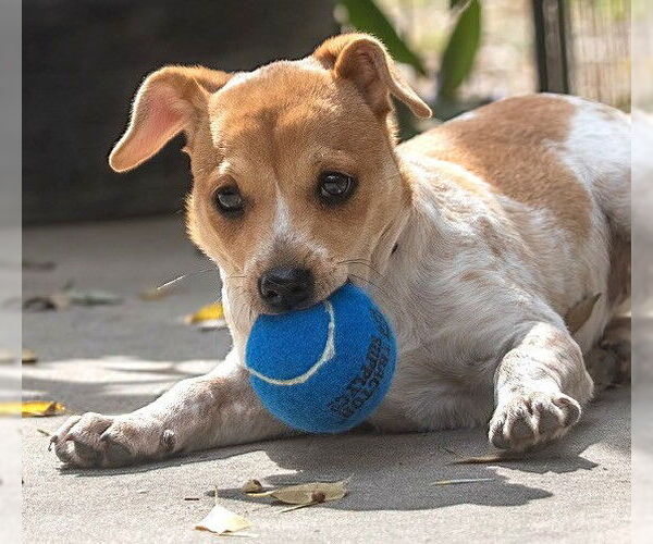 Medium Photo #6 Chihuahua-Unknown Mix Puppy For Sale in Boonton, NJ, USA