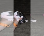 Small #2 Boston Terrier