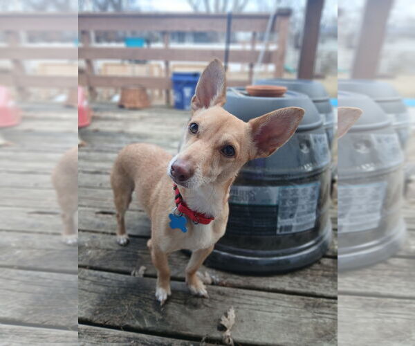 Medium Photo #1 Chihuahua-Unknown Mix Puppy For Sale in Minneapolis, MN, USA