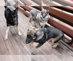 Small Photo #4 German Shepherd Dog Puppy For Sale in PINE MOUNTAIN CLUB, CA, USA