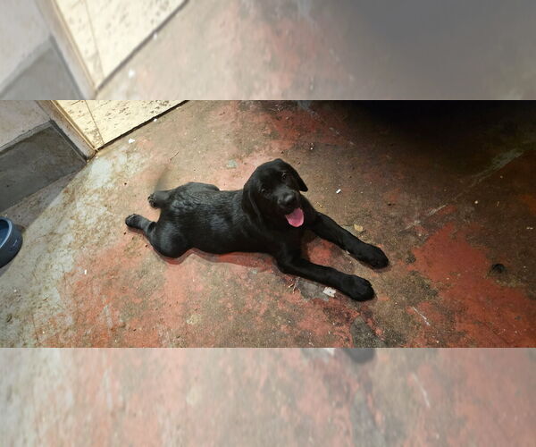 Medium Photo #1 English Cream Golden Retriever-Labrador Retriever Mix Puppy For Sale in SAN DIEGO, CA, USA
