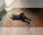 Shadow - Female English Cream Golden Retriever-Labrador Retriever Mix Puppy for Sale - Small photo