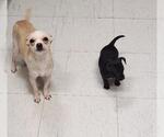 Small #2 Chihuahua