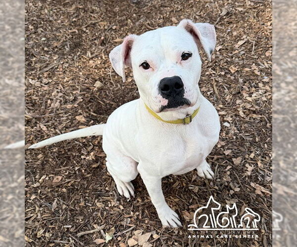 Medium Photo #2 American Bulldog-Unknown Mix Puppy For Sale in Irvine, CA, USA