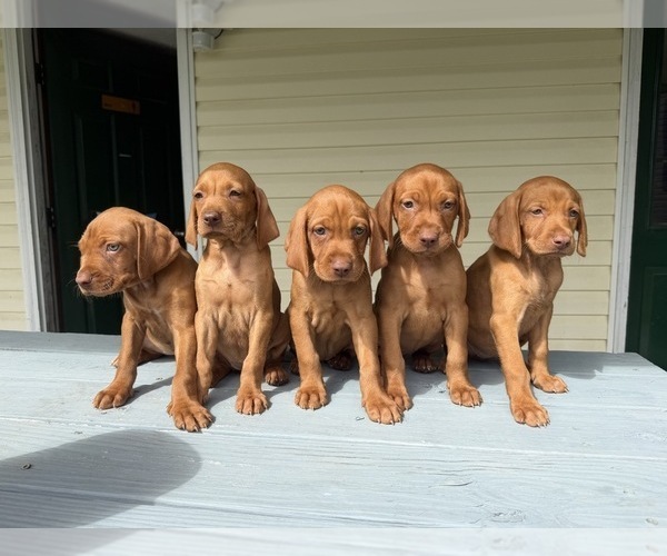 Medium Photo #15 Vizsla Puppy For Sale in WAVERLY, NY, USA
