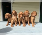 Small #14 Vizsla