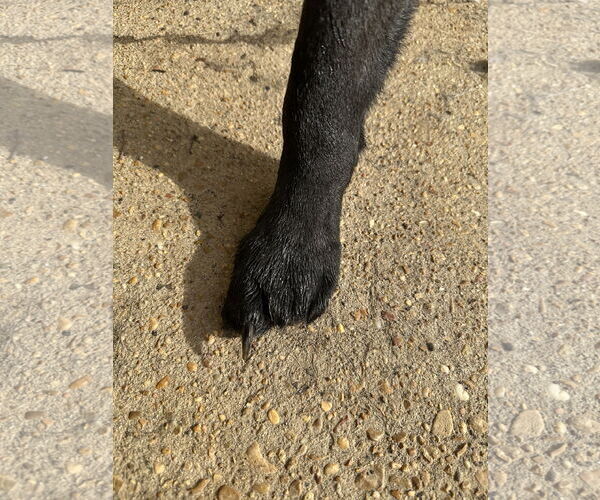 Medium Photo #3 Mutt Puppy For Sale in Jackson, MS, USA