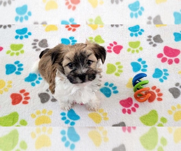 Medium Photo #3 Havashire Puppy For Sale in ORO VALLEY, AZ, USA