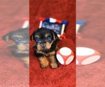 Small #5 Yorkshire Terrier